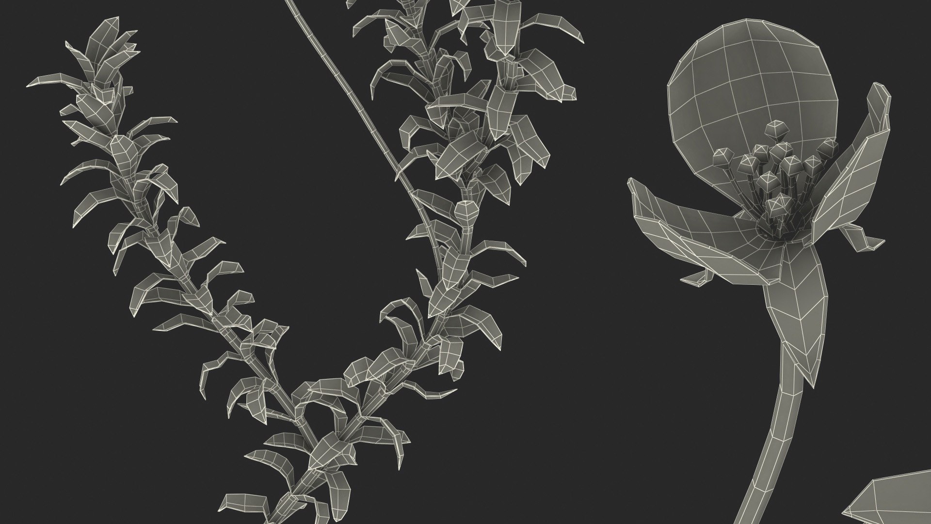 Aquatic Plant Elodea Adult 3D model https://p.turbosquid.com/ts-thumb/wN/Ot0f8x/p0/aquaticplantelodeaadult3dsmodel023/jpg/1671775556/1920x1080/fit_q87/3296a3159d248f094912748ad3e5967a1cd0df59/aquaticplantelodeaadult3dsmodel023.jpg