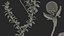Wasserpflanze Elodea Adult