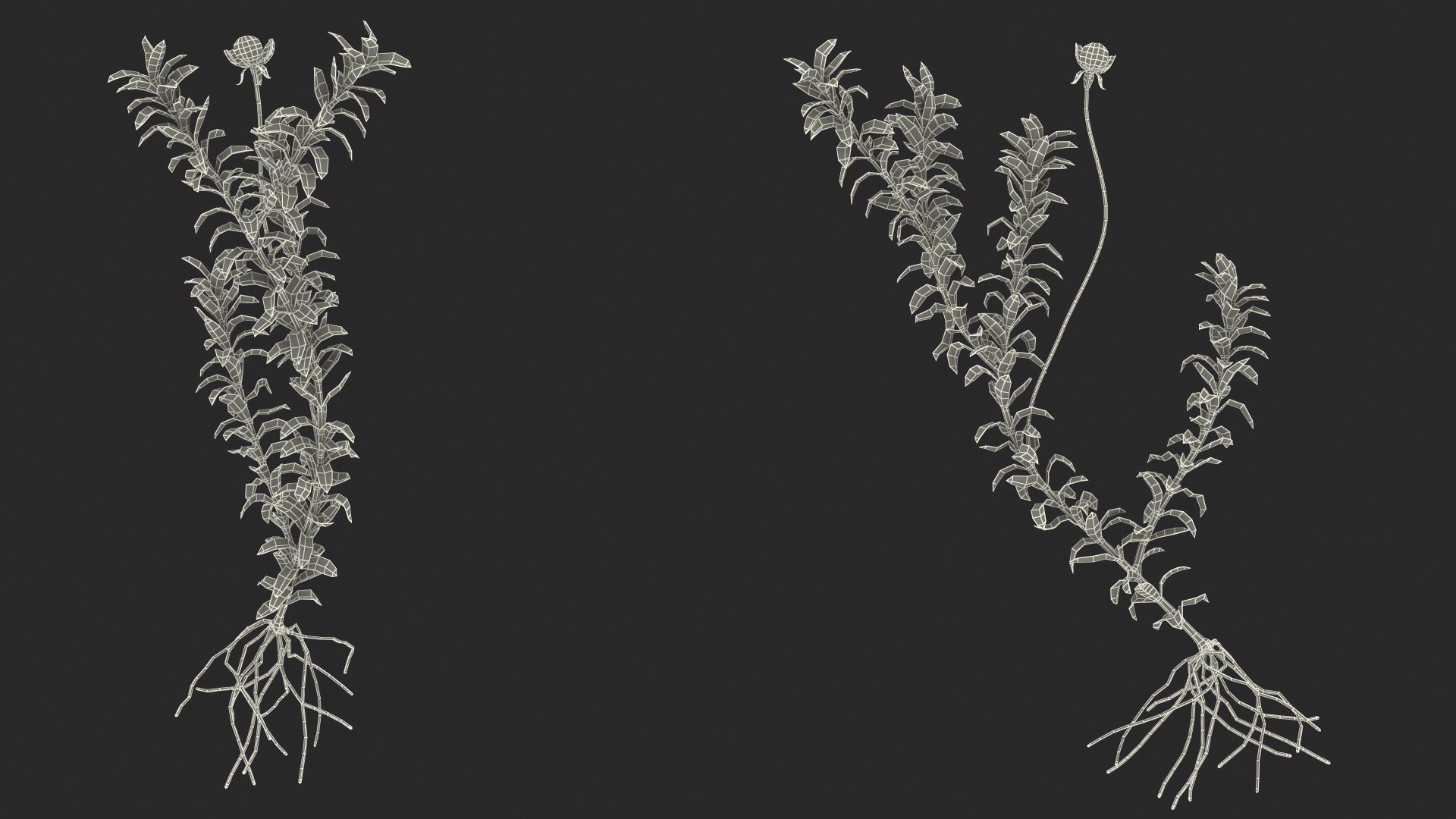 Aquatic Plant Elodea Adult 3D model https://p.turbosquid.com/ts-thumb/wN/Ot0f8x/pb/aquaticplantelodeaadult3dsmodel020/jpg/1671775544/1920x1080/fit_q87/bd4ba7a3fc3cee591bd7203713447233ff7b868c/aquaticplantelodeaadult3dsmodel020.jpg