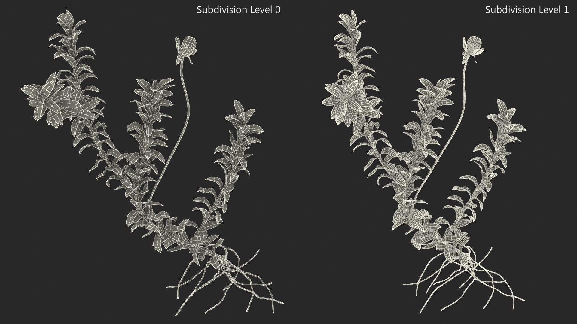 Aquatic Plant Elodea Adult 3D model https://p.turbosquid.com/ts-thumb/wN/Ot0f8x/ra/aquaticplantelodeaadult3dsmodel016/jpg/1671775529/1920x1080/fit_q87/d6824db8f5f6e3f37319efd2ffdef7cbba9e93bf/aquaticplantelodeaadult3dsmodel016.jpg