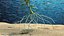 Wasserpflanze Elodea Adult