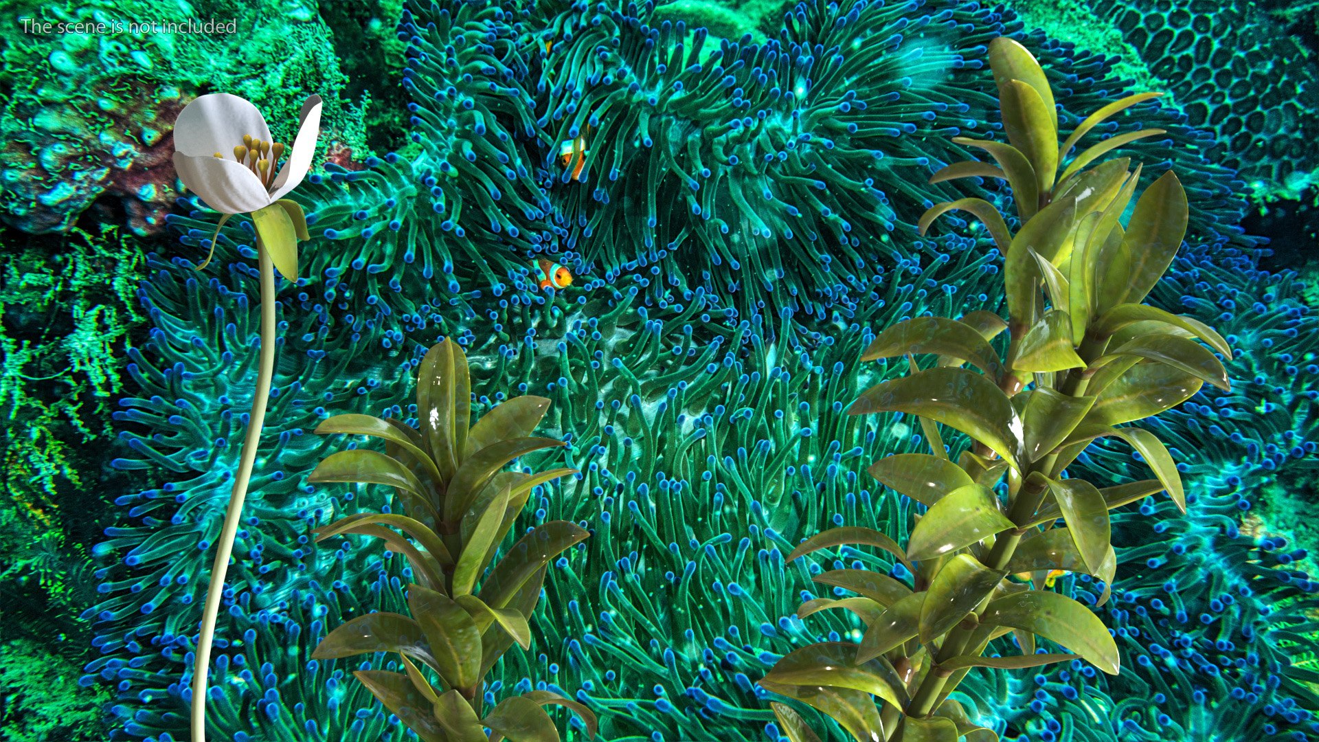 Aquatic Plant Elodea Adult 3D model https://p.turbosquid.com/ts-thumb/wN/Ot0f8x/wU/aquaticplantelodeaadult3dsmodel004/jpg/1671775481/1920x1080/fit_q87/c853dd95e1e359d56f7498abc1516b7a1797618e/aquaticplantelodeaadult3dsmodel004.jpg