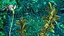 Wasserpflanze Elodea Adult