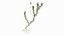 Wasserpflanze Elodea Adult