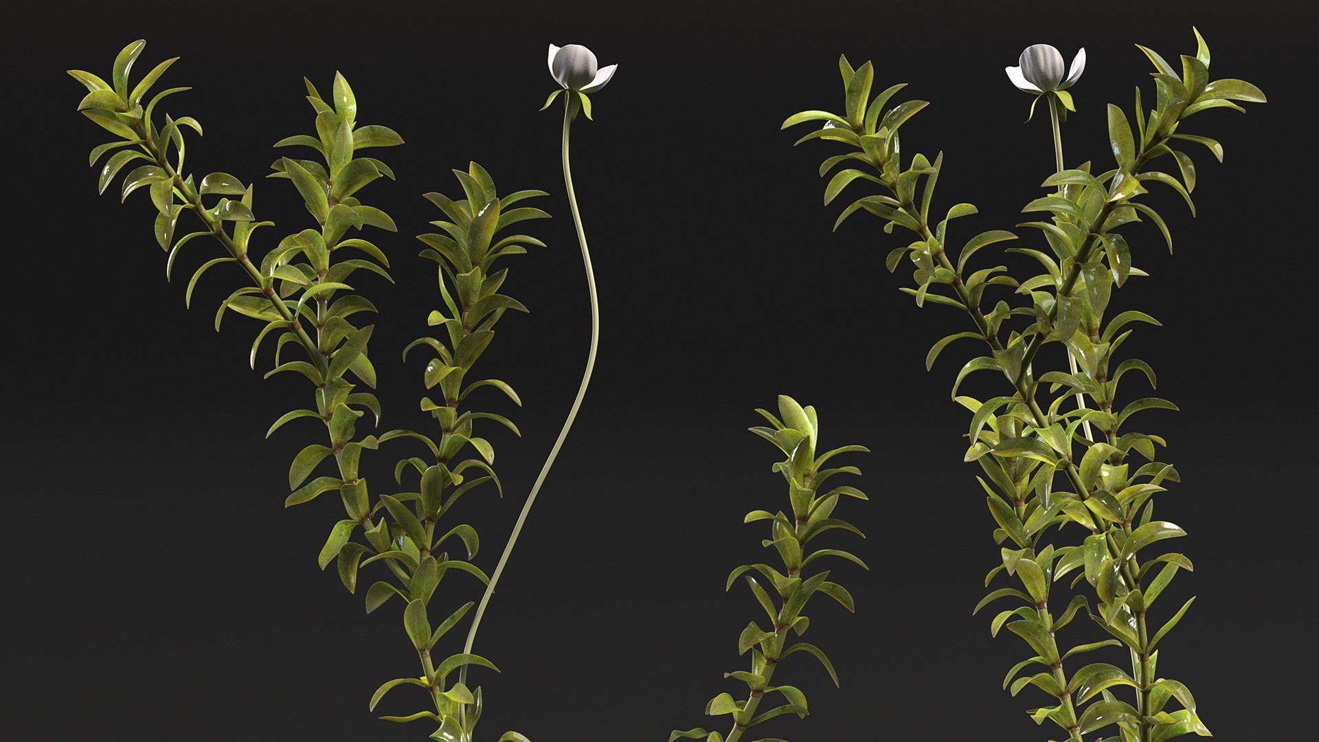 Aquatic Plant Elodea Adult 3D model https://p.turbosquid.com/ts-thumb/wN/Ot0f8x/yn/aquaticplantelodeaadult3dsmodel008/jpg/1671775496/1920x1080/fit_q87/694e0b999d4736b6e261cbfe5dc8136b8fa2c937/aquaticplantelodeaadult3dsmodel008.jpg