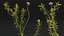 Wasserpflanze Elodea Adult