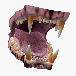 Mouth of Big Cats