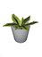 snakePlant 01 lowpoly pbr