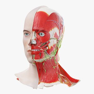 Human Male Head Anatomy