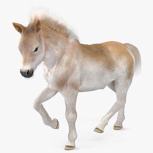 3D model Realistic Shetland Pony Fur Rigged