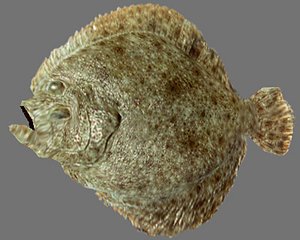 Turbot, Sole