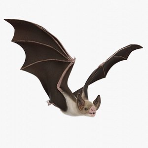 Vampire Bat