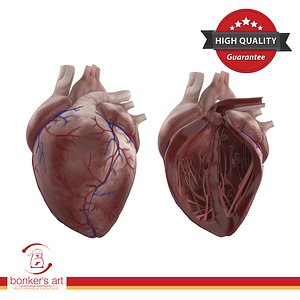 human heart 3D model