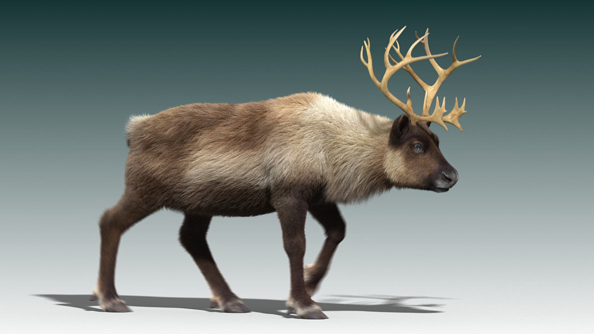 reindeer fur animation max https://p.turbosquid.com/ts-thumb/wO/W35Imp/2yZz8LKb/reindeer_walk/jpg/1438459133/1920x1080/turn_fit_q99/17431a237025119f81ac29d10709266ba4127042/reindeer_walk-1.jpg