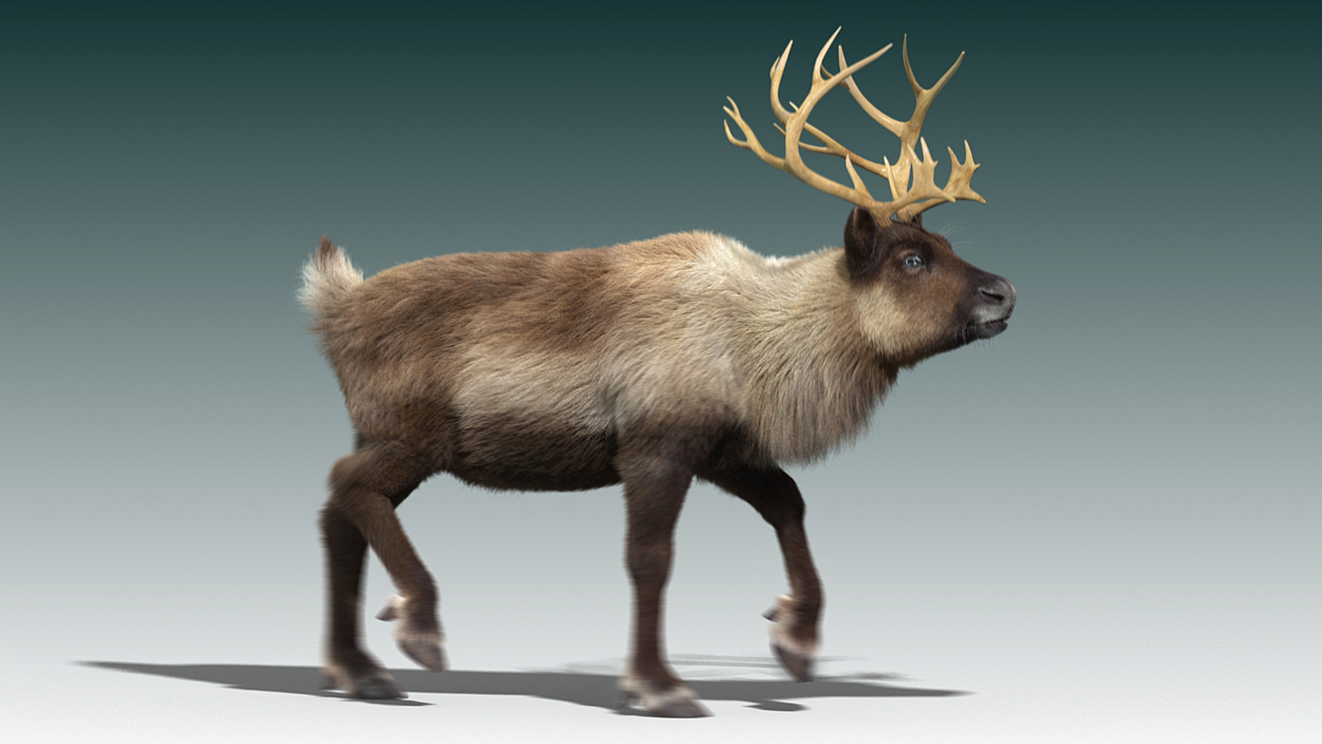 reindeer fur animation max https://p.turbosquid.com/ts-thumb/wO/W35Imp/4iZmPyxx/reindeer_run/jpg/1438459659/1920x1080/turn_fit_q99/5bcc90e4b1aa43219a8209ad5ea4883ef599ffc8/reindeer_run-1.jpg