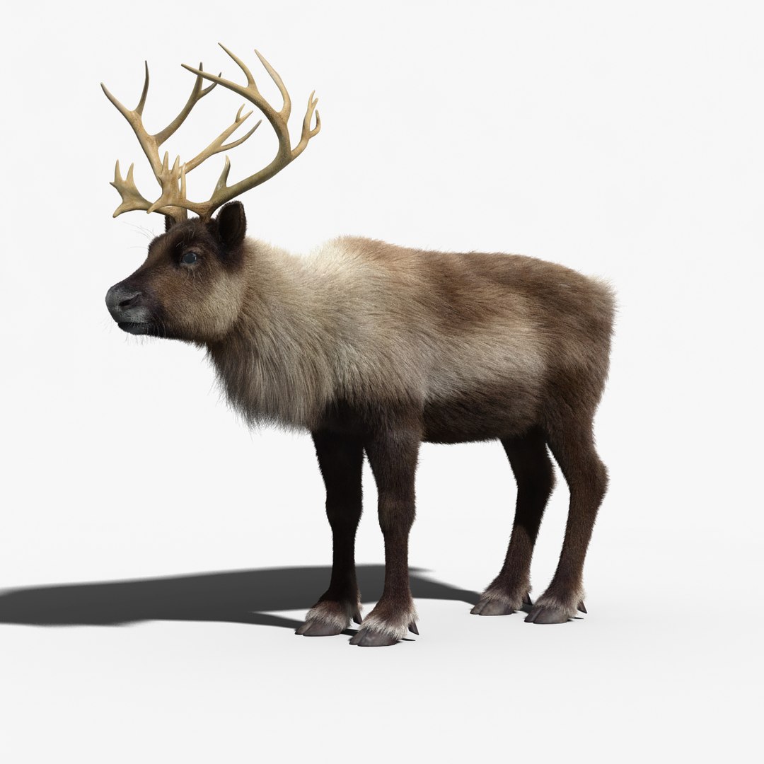 reindeer fur animation max https://p.turbosquid.com/ts-thumb/wO/W35Imp/5tgcohbG/reindeer_fur_rigged_19/jpg/1438459751/1920x1080/fit_q87/fe5b96d9642c28d35ba09c6645b50439e6ea359a/reindeer_fur_rigged_19.jpg