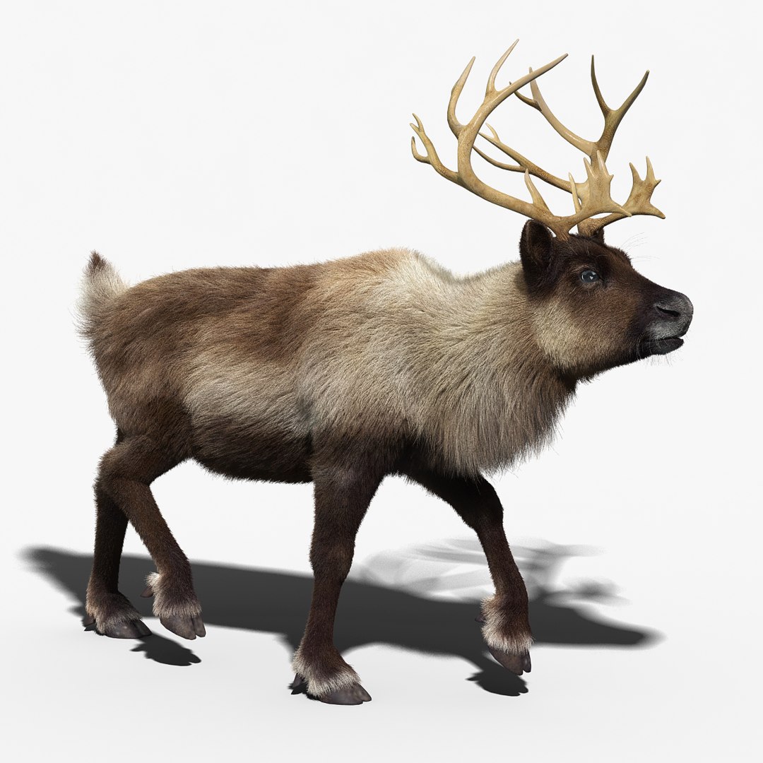 reindeer fur animation max https://p.turbosquid.com/ts-thumb/wO/W35Imp/8CglgHr5/reindeer_fur_rigged_01/jpg/1438458990/1920x1080/fit_q87/35a5d673ffe174bfca9500a17fb5cff9dce01d79/reindeer_fur_rigged_01.jpg