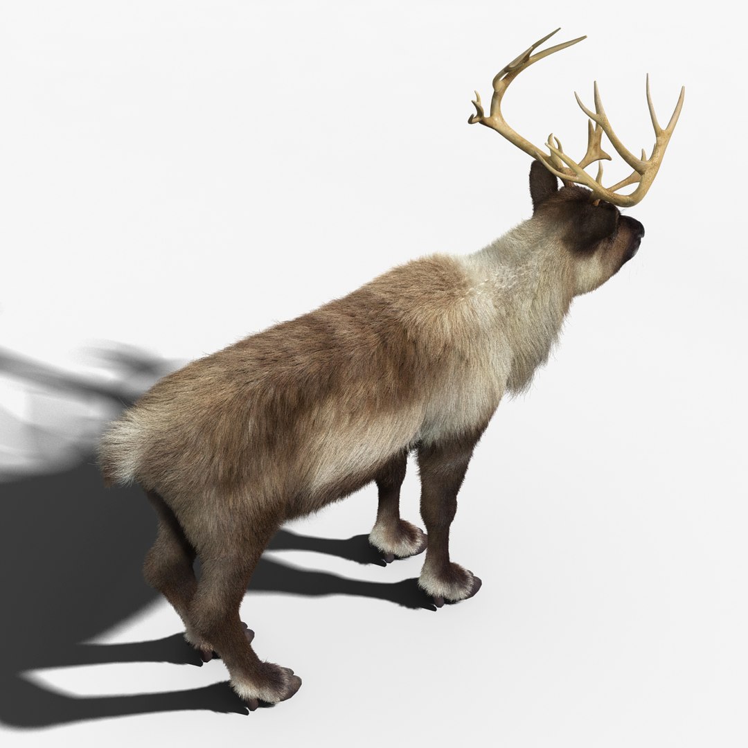 reindeer fur animation max https://p.turbosquid.com/ts-thumb/wO/W35Imp/PeDH7Zop/reindeer_fur_rigged_07/jpg/1438459783/1920x1080/fit_q87/23e6fe35592fcb629f36e7233e17e15ee051135b/reindeer_fur_rigged_07.jpg
