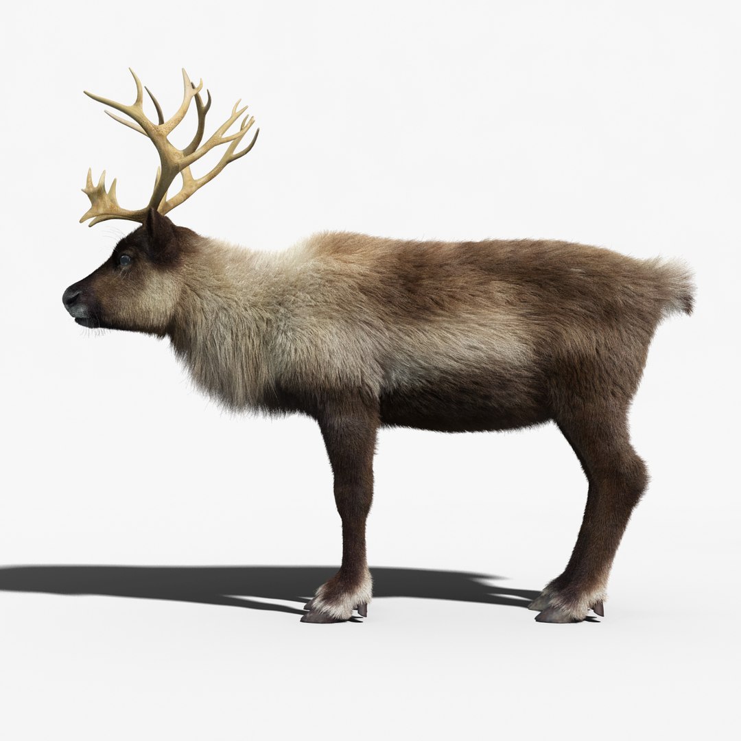 reindeer fur animation max https://p.turbosquid.com/ts-thumb/wO/W35Imp/QOnDwhP5/reindeer_fur_rigged_18/jpg/1438459751/1920x1080/fit_q87/e1b42cdd148637b41dcb06cb90a6a11db68507ed/reindeer_fur_rigged_18.jpg