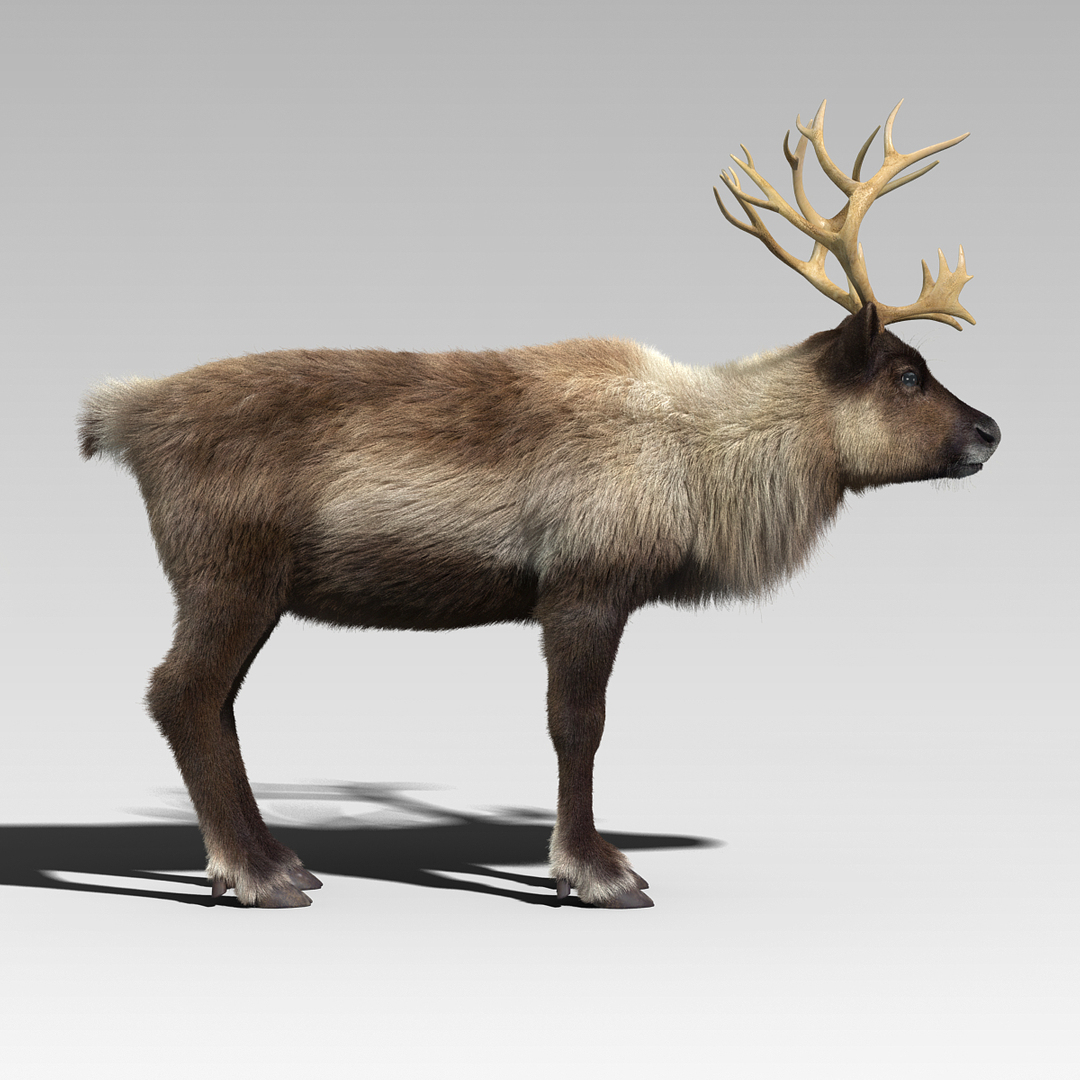 reindeer fur animation max https://p.turbosquid.com/ts-thumb/wO/W35Imp/ULKol66n/reindeer_fur_turn/jpg/1438459050/1920x1080/turn_fit_q99/863f14b698248f1ac13ce5d1a01adc38e6b8bb22/reindeer_fur_turn-1.jpg