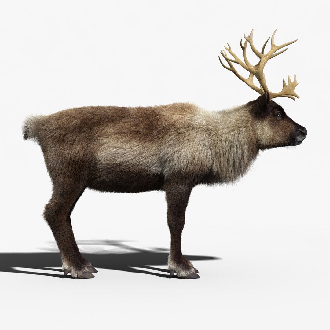 reindeer fur animation max https://p.turbosquid.com/ts-thumb/wO/W35Imp/lt49FOgP/reindeer_fur_rigged_05/jpg/1438459737/1920x1080/fit_q87/827bbdda061587f38f7e2d511c61b5d9e6274104/reindeer_fur_rigged_05.jpg