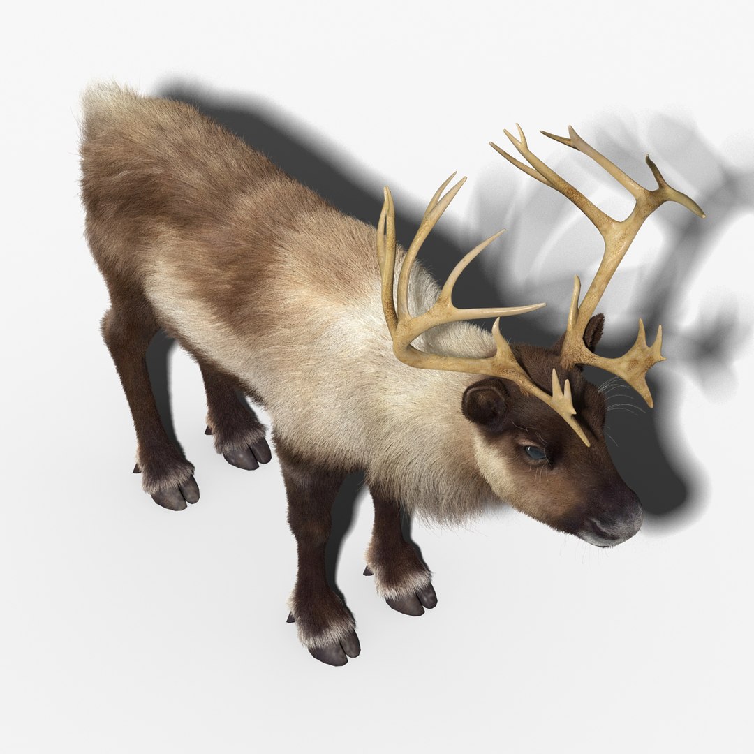 reindeer fur animation max https://p.turbosquid.com/ts-thumb/wO/W35Imp/p5zBNDAa/reindeer_fur_rigged_08/jpg/1438459783/1920x1080/fit_q87/749029b62ae9c53e8d8d3a77730328d64f30cb04/reindeer_fur_rigged_08.jpg