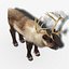 Reindeer(FUR)(ANIMATED)