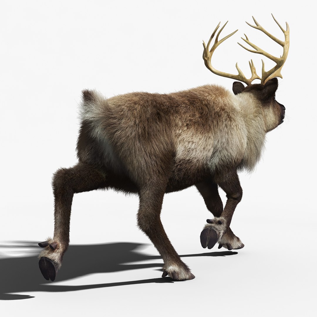 reindeer fur animation max https://p.turbosquid.com/ts-thumb/wO/W35Imp/yYkzKSen/reindeer_fur_rigged_03/jpg/1438458990/1920x1080/fit_q87/a9702e4190e024816dabaad144d176cc2532b969/reindeer_fur_rigged_03.jpg