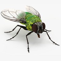 Realistic House Fly