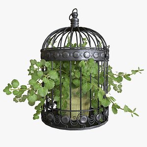 Ivy in a bird cage