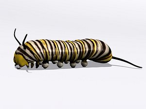 3d monarch butterfly larva model