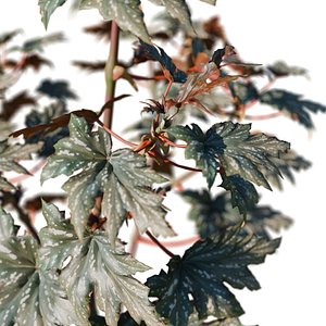 Begonia Maculata