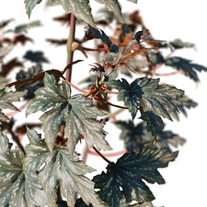 Begonia Maculata