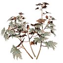 Begonia Maculata