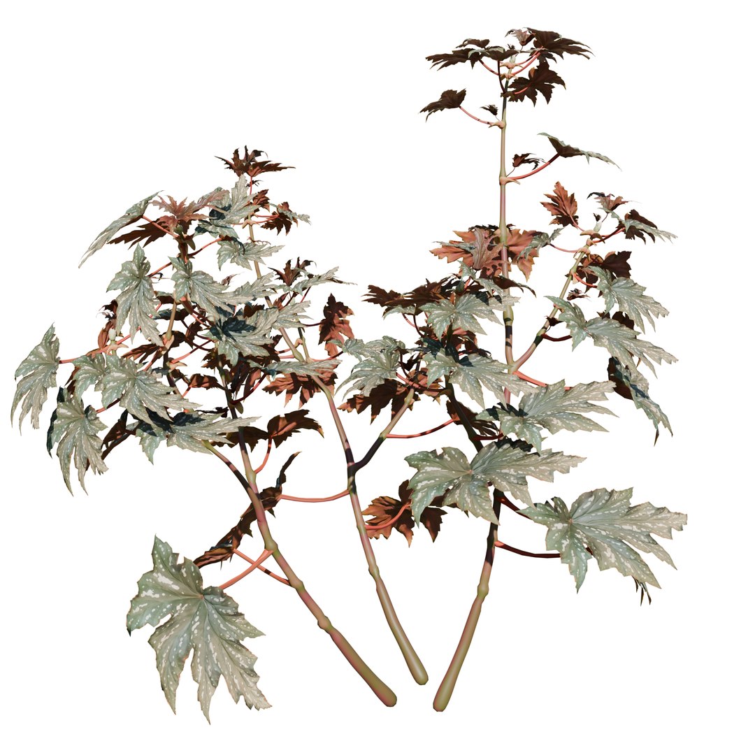 Garden Flowers 3D https://p.turbosquid.com/ts-thumb/wO/uVUXhH/tC/1/png/1787640584/1920x1080/fit_q87/957c7c80ff4ebb4c7e7a8149aadd500780f3d1c7/1.jpg