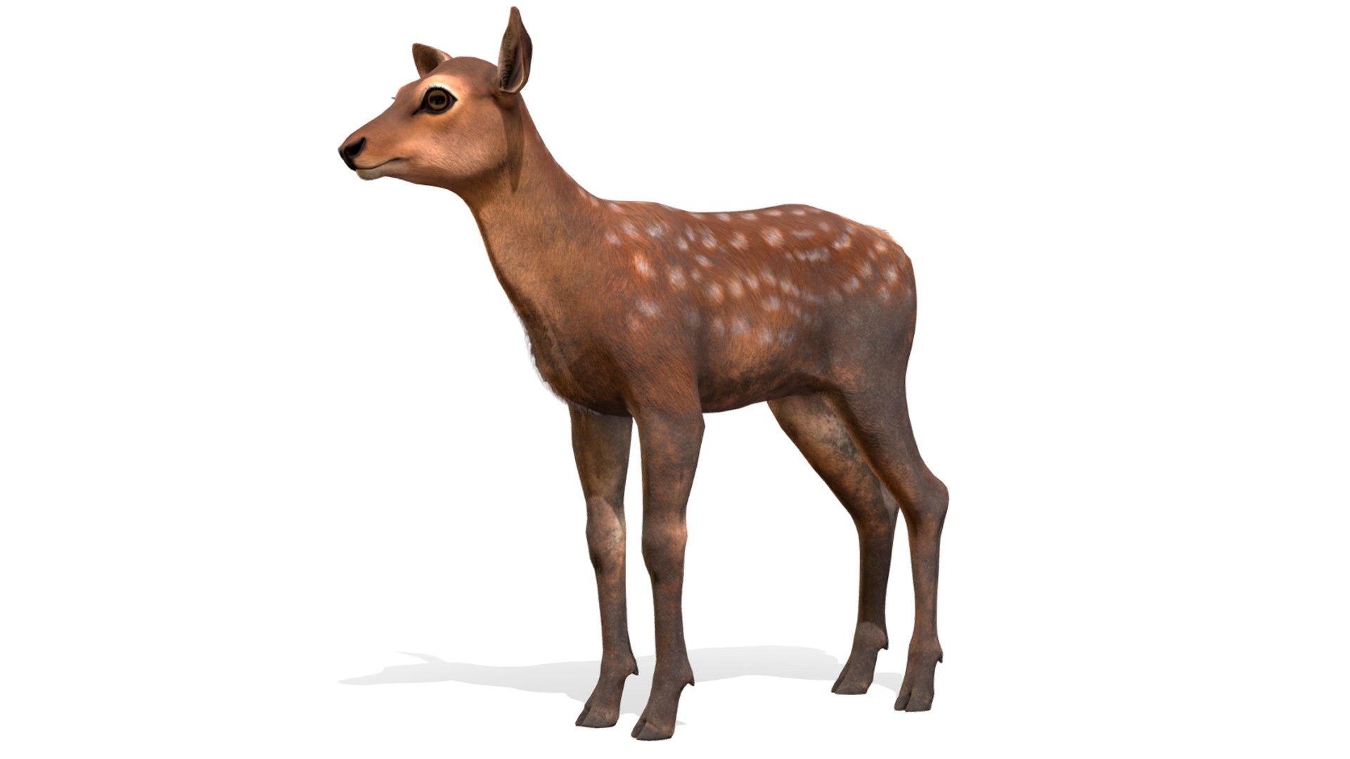 3D model Red Deer Calf https://p.turbosquid.com/ts-thumb/wP/2Jx0Yv/5a/5/png/1667755920/1920x1080/fit_q87/f99dd57cbbba69713db6d7ceb43a94d53db223c0/5.jpg