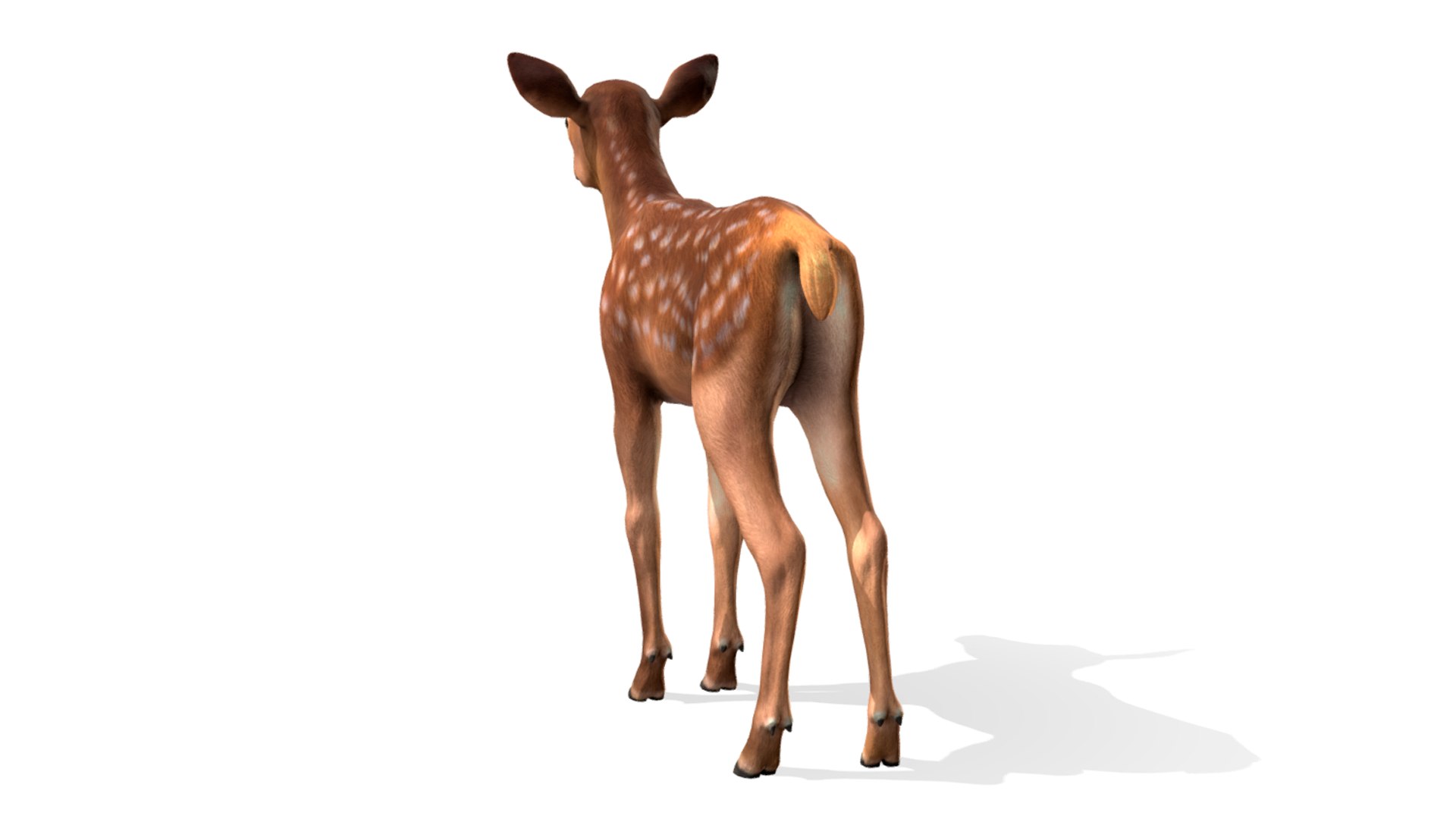 3D model Red Deer Calf https://p.turbosquid.com/ts-thumb/wP/2Jx0Yv/A8/8/png/1667755925/1920x1080/fit_q87/228a940a20c6221aedbb315a1dcabf7111110b43/8.jpg