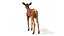 Red Deer Calf