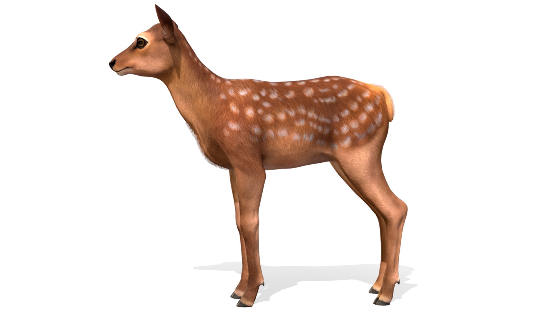 3D model Red Deer Calf https://p.turbosquid.com/ts-thumb/wP/2Jx0Yv/I1/6/png/1667755922/1920x1080/fit_q87/003e735ef12977984acac503f8c363f22376372a/6.jpg