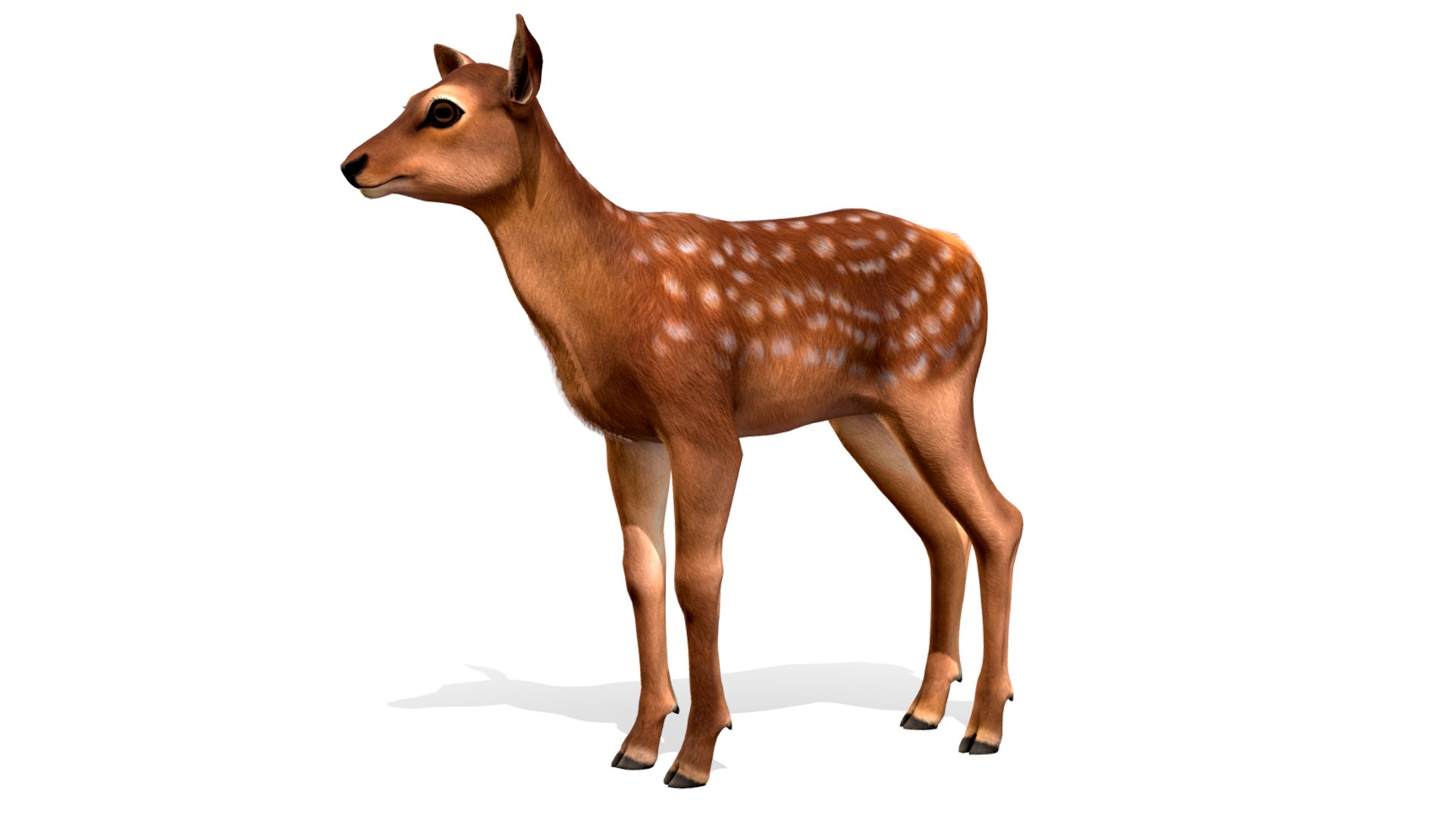 3D model Red Deer Calf https://p.turbosquid.com/ts-thumb/wP/2Jx0Yv/Ve/1/png/1667755912/1920x1080/fit_q87/5962a4ef1126c6d577c25baccee9389d034a31b6/1.jpg