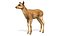 Red Deer Calf