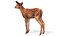 Red Deer Calf