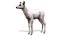 Red Deer Calf