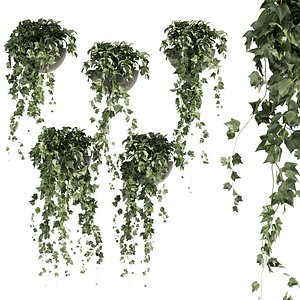 Collection plant vol 422 - Hedera - hanging - ampelous - indoor - ivy - 3dmax - cinema 4d 3D