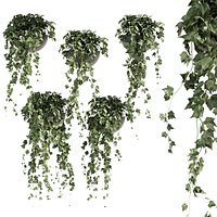 Collection plant vol 422 - Hedera - hanging - ampelous - indoor - ivy - 3dmax - cinema 4d