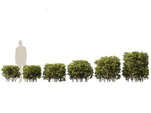 3D Pittosporum tobira - Japanese pittosporum 03