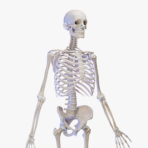 Medically Accurate Male Skeleton And Cartilage 3D model