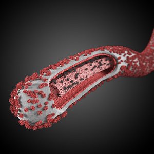 ebola virus 3d model