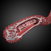 Ebola Virus