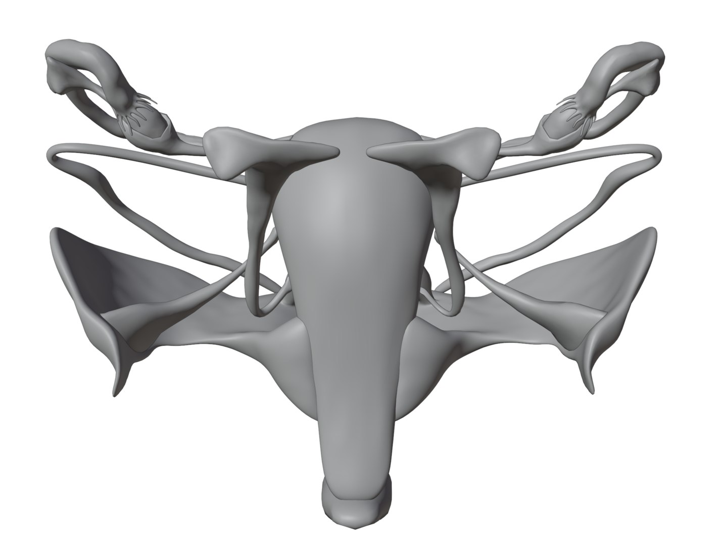 3D Model Human Female Reproductive System - TurboSquid 2290656